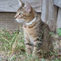 Thumbnail photo of Tiger #4