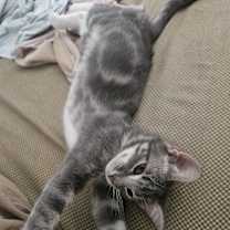 Thumbnail photo of Greymalkin #1