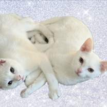 Thumbnail photo of Sir THEODORE & Lancelot #1