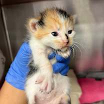 Thumbnail photo of Balloon #2