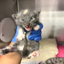 Thumbnail photo of Cupcake #2