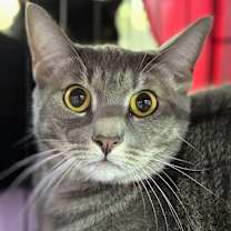 Thumbnail photo of Charlotte Russe #3