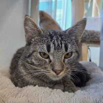 Thumbnail photo of Durbin #1