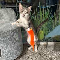 Thumbnail photo of Xena #1