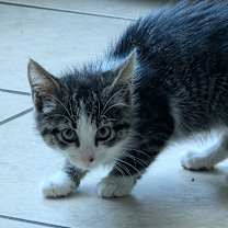 Thumbnail photo of Sassy #2