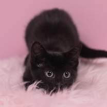 Thumbnail photo of Camilla #3