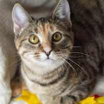 Thumbnail photo of Dorothea #2