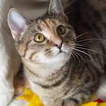 Thumbnail photo of Dorothea #4