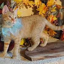 Thumbnail photo of KITTEN POLLYWOG #1