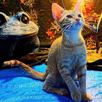 adopt a pet