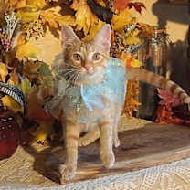 Thumbnail photo of KITTEN POLLYWOG #3