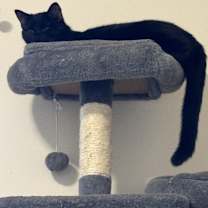 Thumbnail photo of Salem #1