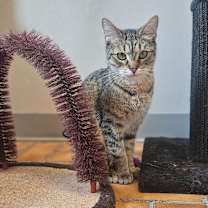 Thumbnail photo of Paisley #2