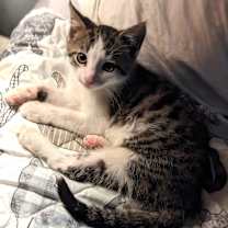 Thumbnail photo of Foggy #2