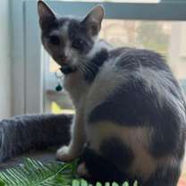 Thumbnail photo of Jerry Lee Lewis #3