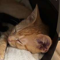 Thumbnail photo of Woody #1