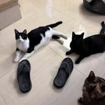 Thumbnail photo of Jack jack #4