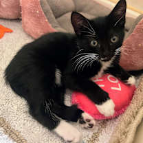 Thumbnail photo of Firefly #3