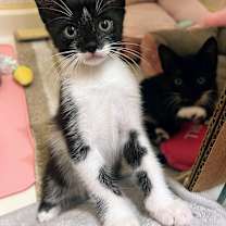 Thumbnail photo of Fig #1