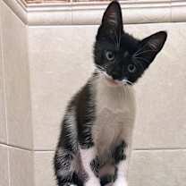 Thumbnail photo of Fig #2