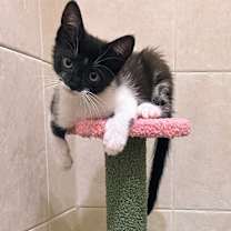 Thumbnail photo of Fig #3