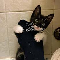 Thumbnail photo of Fig #4