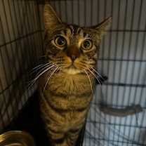 Thumbnail photo of Mayhem  #3