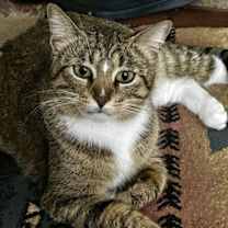 Thumbnail photo of Soxy #2