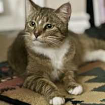 Thumbnail photo of Soxy #3