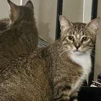 Thumbnail photo of Soxy #4