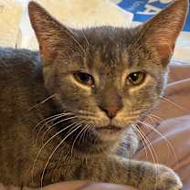 Thumbnail photo of Arby's - IN FOSTER #4