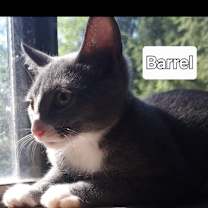 Thumbnail photo of Barrel #2