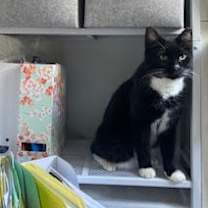 Thumbnail photo of Pickles #4