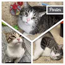 adopt-pet