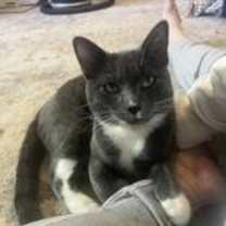 Thumbnail photo of Louie #1