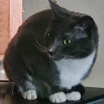 Thumbnail photo of Louie #4