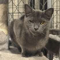 Thumbnail photo of Cersei #4