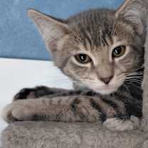 Thumbnail photo of Leo #1