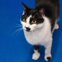 Thumbnail photo of Josie #2