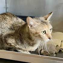 Thumbnail photo of Mama Roux #1