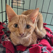 Thumbnail photo of Taylor #1