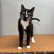 Thumbnail photo of Angelina #3