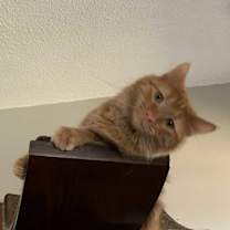 Thumbnail photo of Nutmeg #1