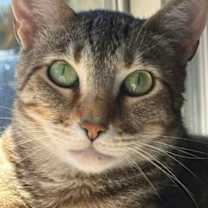 Thumbnail photo of Little Joe #1