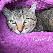 Thumbnail photo of Little Joe #2