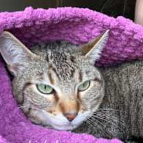 Thumbnail photo of Little Joe #3