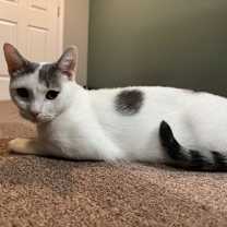 Thumbnail photo of Lillypurr #1