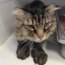 Thumbnail photo of Tazzy #2