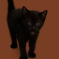 Thumbnail photo of Mudra #1