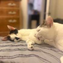 Thumbnail photo of Peach #1